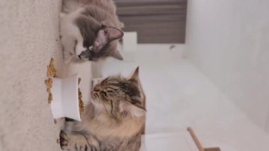 Cat food. Cats eat food from a cup, in a cozy home interior. The pet eats with pleasure. Close up cat eats fresh canned cat food at home. kitten licks its lips after eating.4k . Vertical