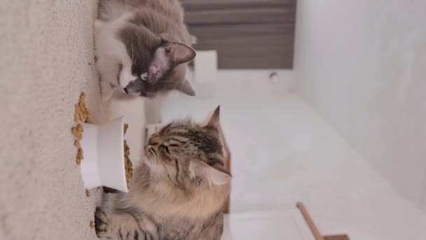Cat Food Cats Eat Food Cup Cozy Home Interior Pet — Vídeo de stock