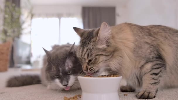 猫粮猫吃杯子里的食物 在舒适的家里面 这只宠物吃得很高兴 关起来的猫在家里吃新鲜的罐装猫粮 猫吃完后舔嘴唇 宣传猫粮 — 图库视频影像