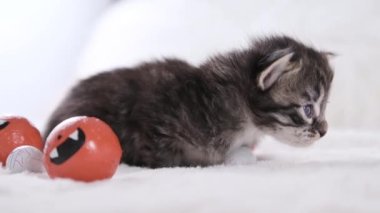 Küçük siyah kedi ve cadılar bayramı balkabakları. Şölen dekoru. Hafif arka planda ev hayvanı. Şirin bir kedi yavrusu 1 aylık. Yüksek kalite 4k görüntü