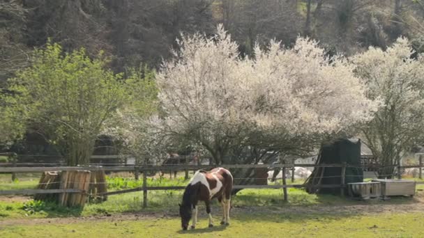 Horse Grazes Flowering Garden Domestic Horse Walks Paddock Village Spring — Vídeos de Stock