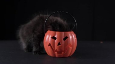 Cadılar Bayramı kedileri. Cadılar bayramı için balkabaklı küçük siyah kedi yavruları. Hafif arka planda sevimli köpek yavruları. 4 bin. Boşluğu kopyala.