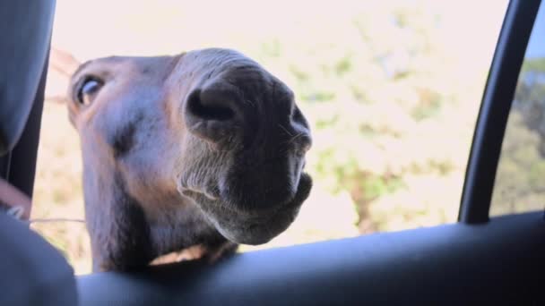 Donkey Looks Out Car Window Funny Donkey Looks Car Tourists — Stockvideo