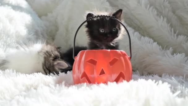 Halloween Cats Little Black Kittens Pumpkin Halloween Holiday Light Background — Stockvideo