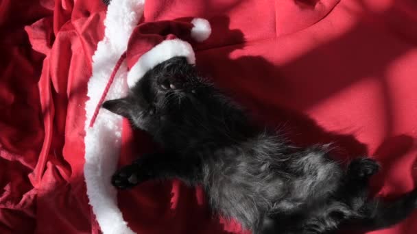 Christmas Kitten Small Cat Santa Hat Sleeps Sweetly Red Blanket — Vídeo de Stock