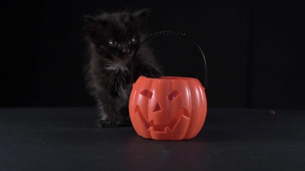 Halloween Katten Kleine Zwarte Kittens Met Een Pompoen Voor Halloween — Stockvideo