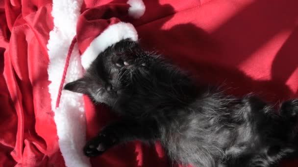 Christmas Kitten Small Cat Santa Hat Sleeps Sweetly Red Blanket — Vídeos de Stock