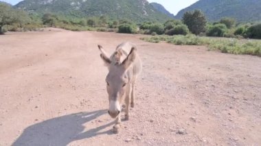 Donkeys graze in the mountains. High quality FullHD footage
