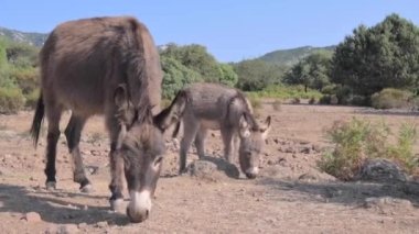 Donkeys graze in the mountains. High quality FullHD footage