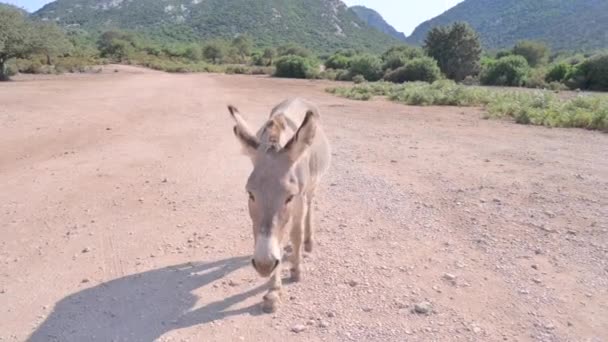 Donkeys Graze Mountains High Quality Fullhd Footage — Vídeos de Stock