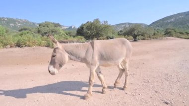 Donkeys graze in the mountains. High quality FullHD footage