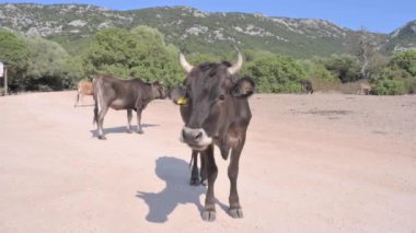 Cows in the mountains of Sardinia. High quality FullHD footage