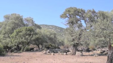 old olive trees in the mountains. High quality FullHD footage