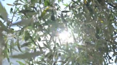 Olive tree and sun. Branches with olive berries in a sunbeam light. Glare and light. High quality 4k footage
