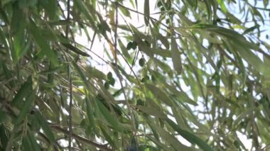 Olive tree and sun. Branches with olive berries in a sunbeam light. Glare and light. High quality 4k footage