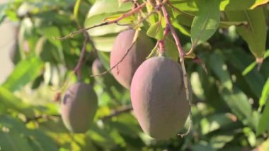 Mango on a branch. Juicy ripe fruit on a tree and sun glare in the frame. tropical garden. High quality 4k footage