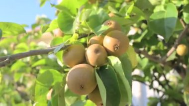 Pears on a branch and the sun. Juicy fruits and sun glare in the frame. High quality 4k footage