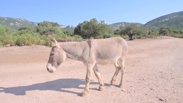 Donkeys Graze Mountains High Quality Fullhd Footage — Stok video