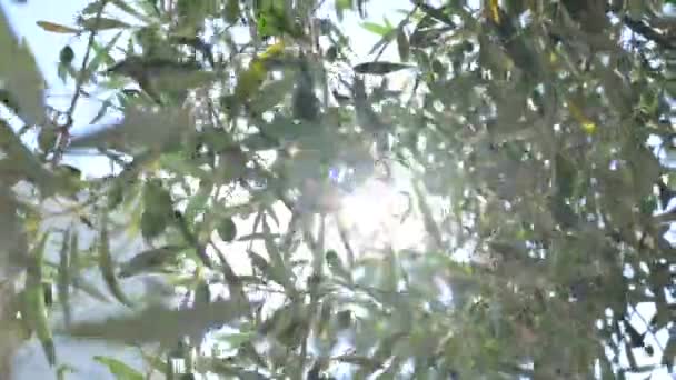 Olive Tree Sun Branches Olive Berries Sunbeam Light Glare Light — 图库视频影像