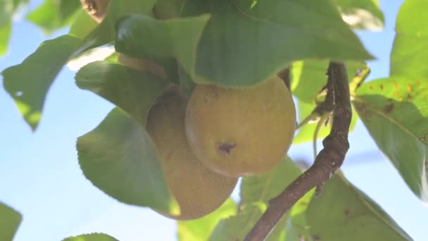 Pears Branch Sun Juicy Fruits Sun Glare Frame High Quality — стоковое видео