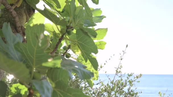 Fig Tree Fruits Sun Glare Leaves Tree Southern Tropical Fruits — Stock video