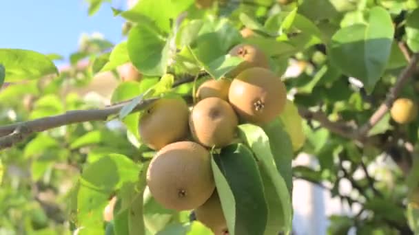 枝や太陽の上に梨 フレーム内のジューシーな果物や太陽のまぶしさ 高品質4K映像 — ストック動画
