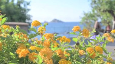 Flowers and embankment. yellow flowers move in the wind against the backdrop of the embankment and mountains. Close-up. High quality 4k footage