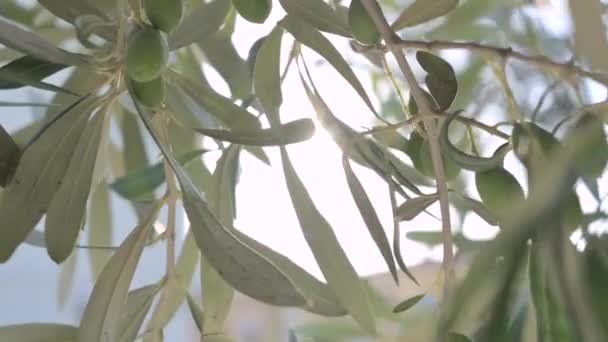 Olive Tree Sun Branches Olive Berries Sunbeam Light Glare Light — Αρχείο Βίντεο