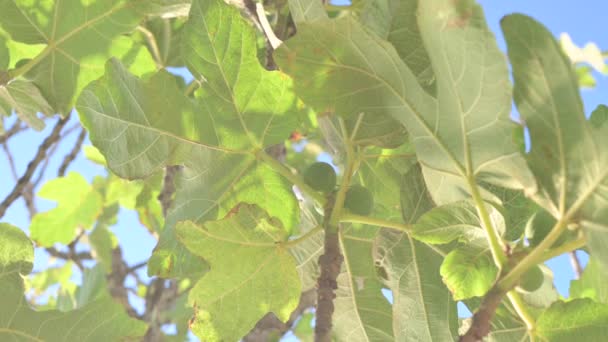 Fig Tree Fruits Sun Glare Leaves Tree Southern Tropical Fruits — Vídeo de Stock