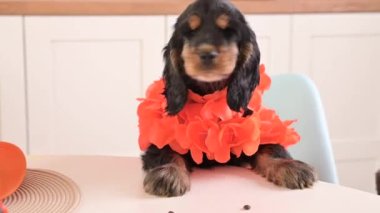 Hollanda 'da Aksesuar Kralları Günü' nde komik bir köpek yavrusu. Geleneksel Hollanda ziyafeti Nisan ayında Orange King 'de. Yüksek kalite 4k görüntü