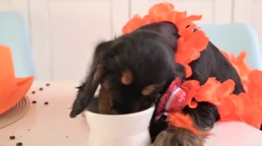 Hollanda 'da Aksesuar Kralları Günü' nde komik bir köpek yavrusu. Geleneksel Hollanda ziyafeti Nisan ayında Orange King 'de. Yüksek kalite 4k görüntü