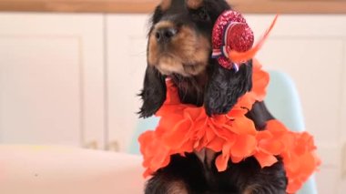 Hollanda 'da Aksesuar Kralları Günü' nde komik bir köpek yavrusu. Geleneksel Hollanda ziyafeti Nisan ayında Orange King 'de. Yüksek kalite 4k görüntü