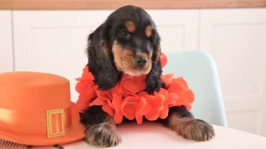 Hollanda 'da Aksesuar Kralları Günü' nde komik bir köpek yavrusu. Geleneksel Hollanda ziyafeti Nisan ayında Orange King 'de. Yüksek kalite 4k görüntü