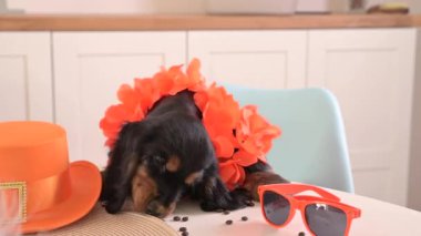 Hollanda 'da Aksesuar Kralları Günü' nde komik bir köpek yavrusu. Geleneksel Hollanda ziyafeti Nisan ayında Orange King 'de. Yüksek kalite 4k görüntü