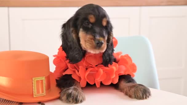 Pequeno Filhote Cachorro Engraçado Acessórios Kings Day Holanda Festa Holandesa — Vídeo de Stock