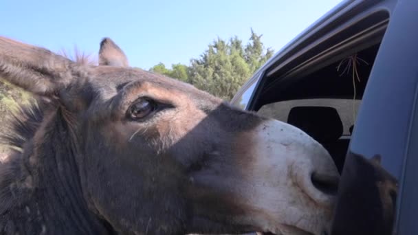 Donkeys Graze Mountains High Quality Fullhd Footage — Stock Video