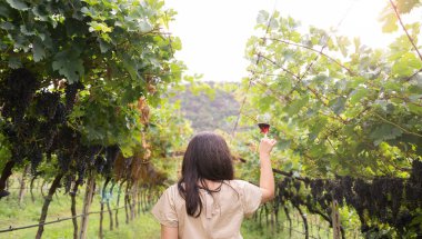 Beautiful woman dreaming tasting red wine enjoying summer stay in vineyards on lovely sunny day. woman drinking red wine at vineyard. harvest season. High quality photo