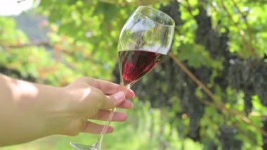 Beautiful woman dreaming tasting red wine enjoying summer stay in vineyards on lovely sunny day. woman drinking red wine at vineyard. harvest season. High quality photo