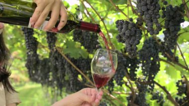 Beautiful woman dreaming tasting red wine enjoying summer stay in vineyards on lovely sunny day. woman drinking red wine at vineyard. harvest season. High quality photo