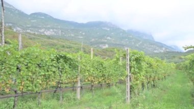 Beautiful woman dreaming tasting red wine enjoying summer stay in vineyards on lovely sunny day. woman drinking red wine at vineyard. harvest season. High quality photo