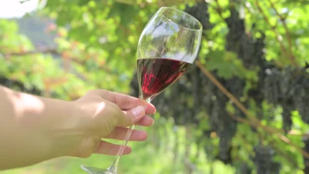 Beautiful Woman Dreaming Tasting Red Wine Enjoying Summer Stay Vineyards — Vídeo de Stock