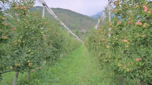 Apple Orchard Picture Ripe Apples Garden Ready Harvest Morning Shot — Stock Video