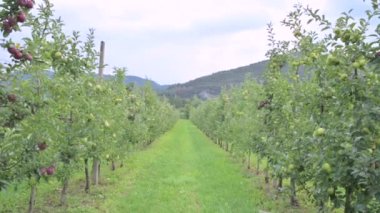 Apple orchard. Picture of ripe apples in the garden ready for harvest, morning shot. 