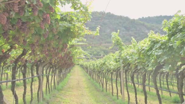 ピンクのブドウ イタリアの丘 トレンティーノにピンクのブドウ畑 テキスト用の場所 高品質4K映像 — ストック動画
