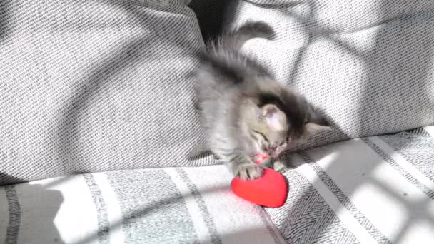 情人节 可爱的小猫咪用红心玩耍 情人的假期 从窗框里透出的光 高质量的4K镜头 — 图库视频影像