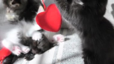 Valentines Day. Little cute kittens play with red heart. Holiday for lovers. Light from the window in the frame. High quality 4k footage