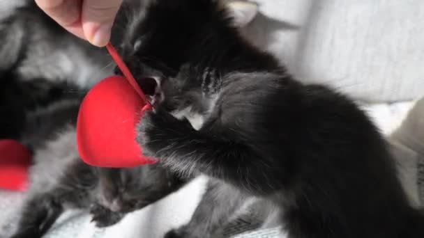 Valentines Day Little Cute Kittens Play Red Heart Holiday Lovers — Stockvideo