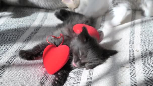 Valentines Day Little Cute Kittens Play Red Heart Holiday Lovers — Stock videók