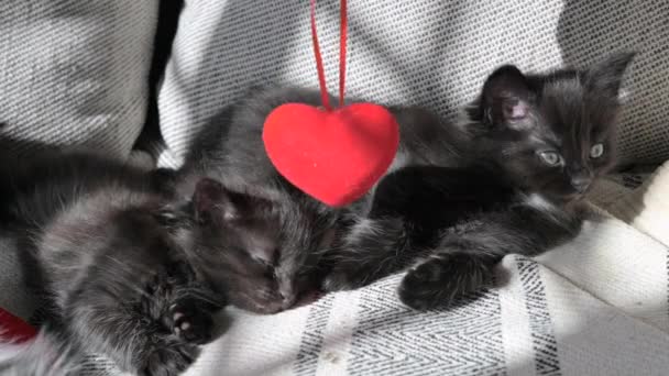 Valentines Day Little Cute Kittens Play Red Heart Holiday Lovers — Video