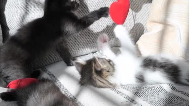 バレンタインデー かわいい子猫が赤いハートで遊んでいます 恋人のための休日 フレーム内のウィンドウからの光 高品質4K映像 — ストック動画